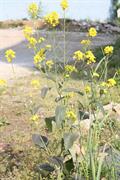 Indian mustard